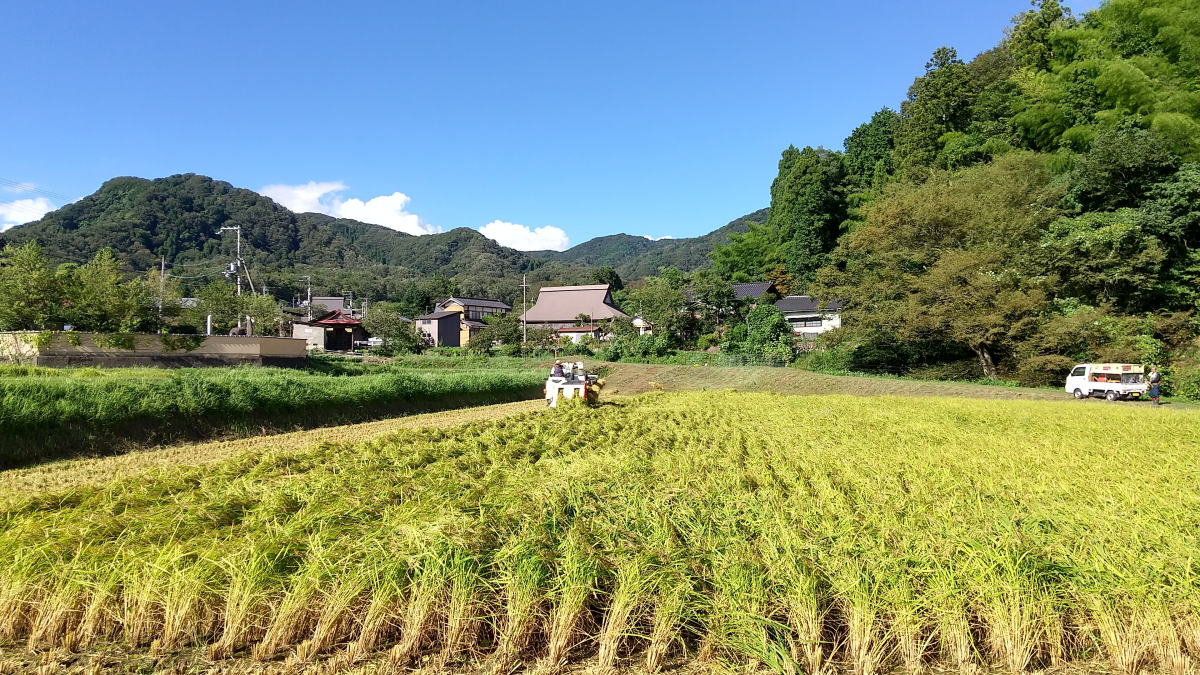 【新米】五十河産 特別栽培米 丹後コシヒカリ 入庫しています